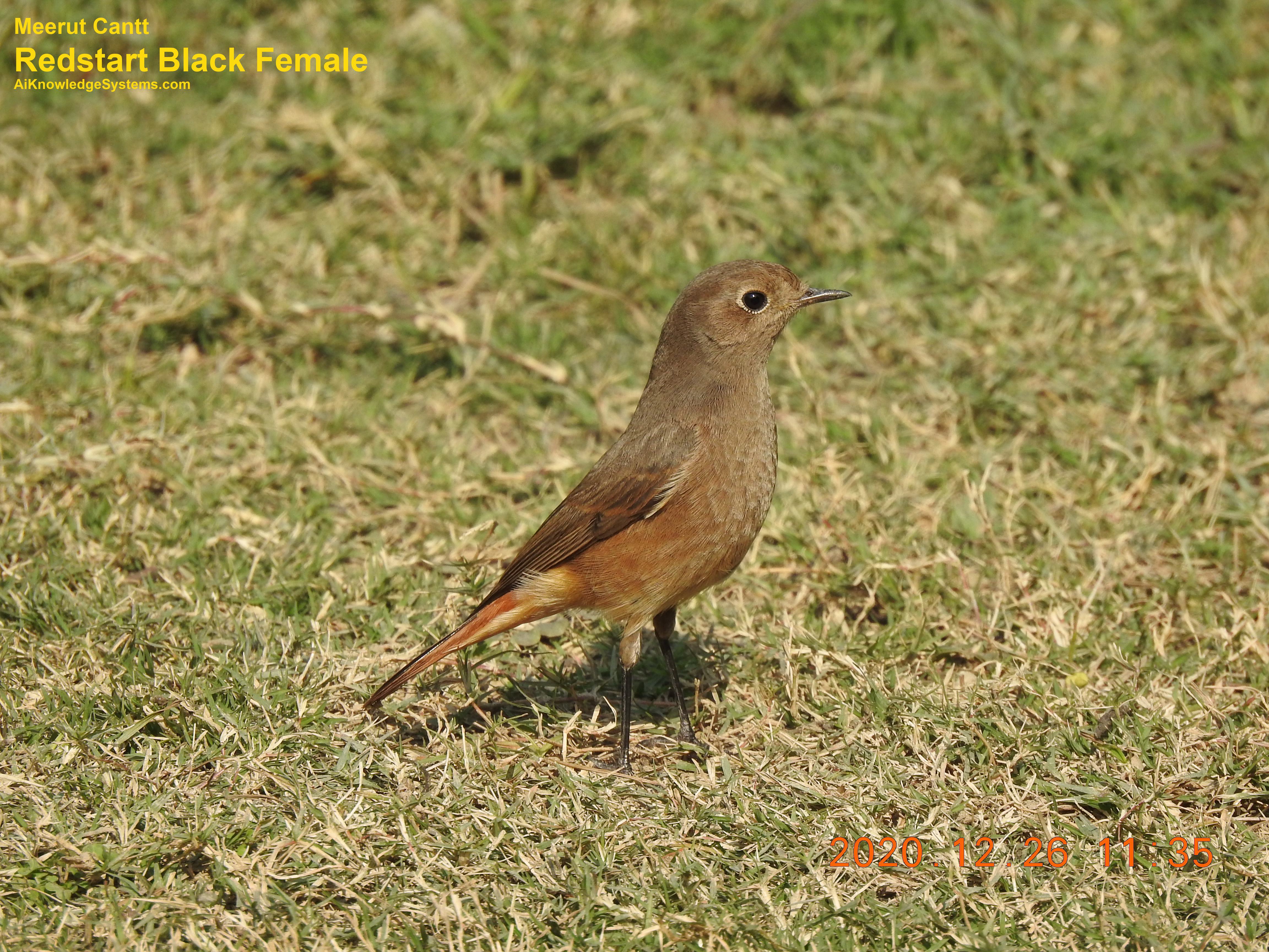 Redstart (18) Coming Soon